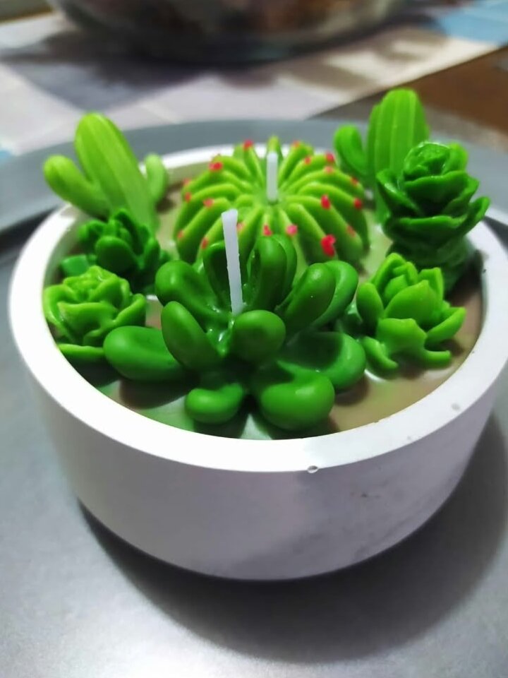 Suculentas
